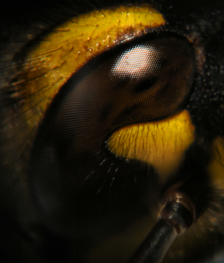 Hornet's Eye