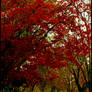 Red Autumn