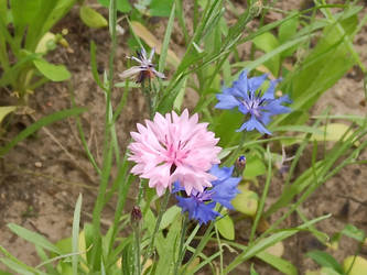 Summer Flowers