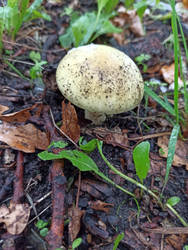 Lonely Mushroom