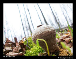 On the Forest Floor