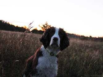 Cooper at Sunrise