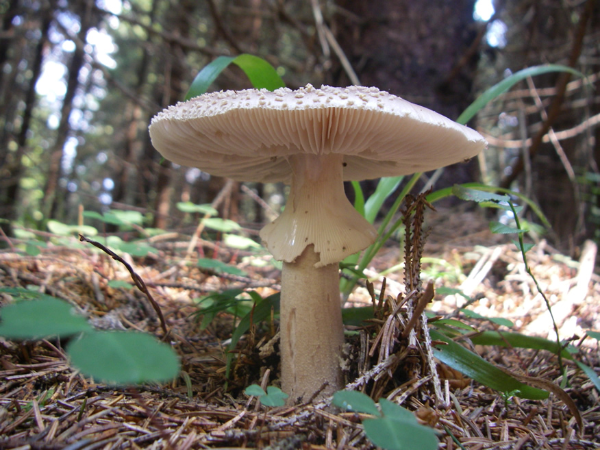 Poisonous Mushroom