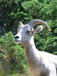 Bighorn sheep