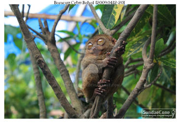 The Philippine Tarsier