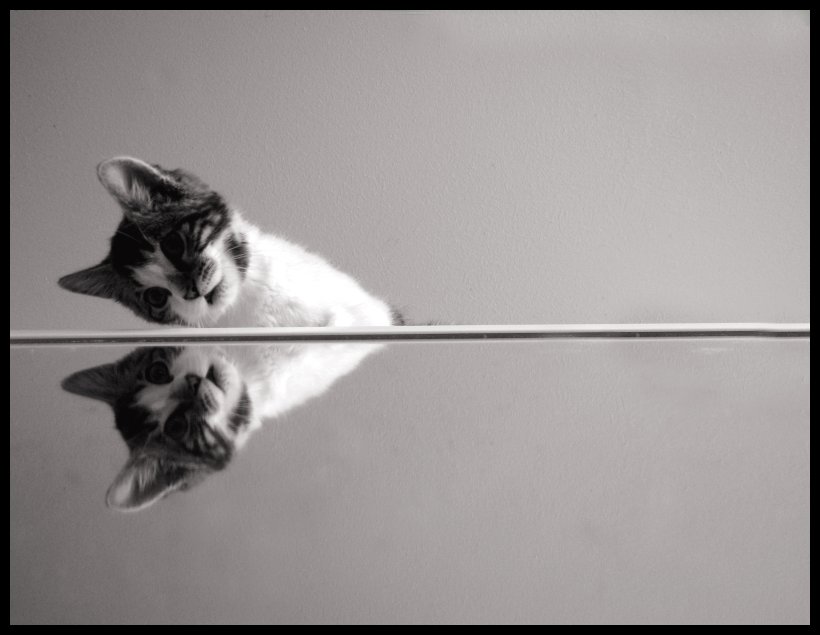 mirrored cat