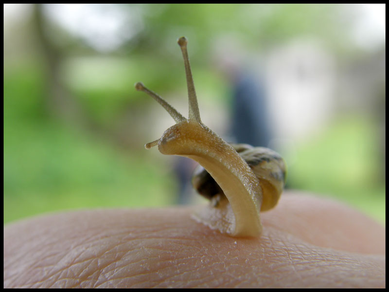 inquisitive snail