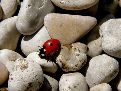 ladybug III