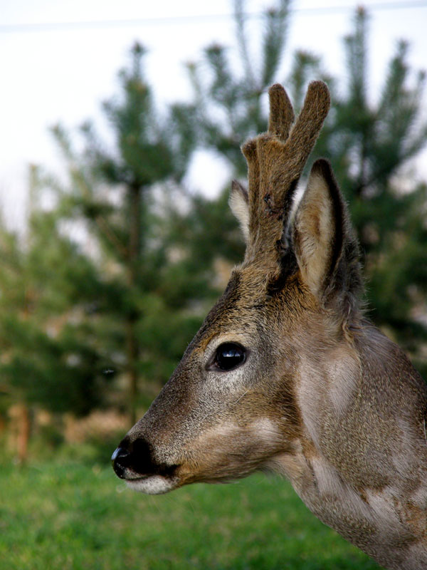 deer portrait