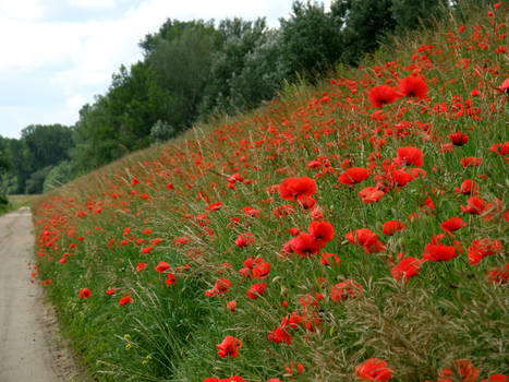 poppies