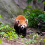 Red panda aka Firefox