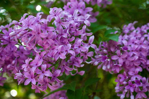 Lilacs in Bloom