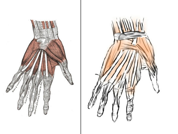 ANATOMY: THE HAND - MUSCLES by mmeferrari on DeviantArt