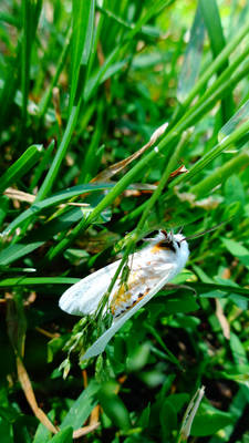 Moth in the Grass