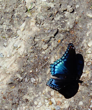 Black and Blue Beauty