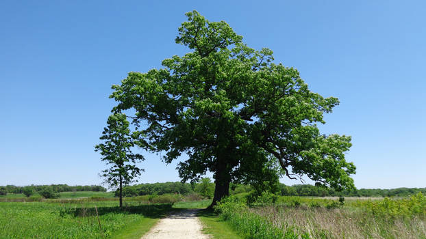 Father and Son Trees