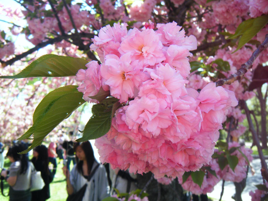 Cherry Blossoms 4