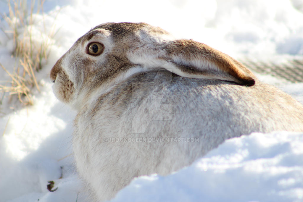 Camouflage Bunny by 1bookqueen on DeviantArt