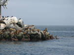 Whale Watching Stock-Seals1 by Windstock