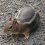 Chipmunk Stock 2