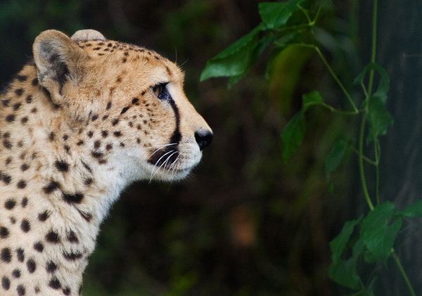 Cheetah profile