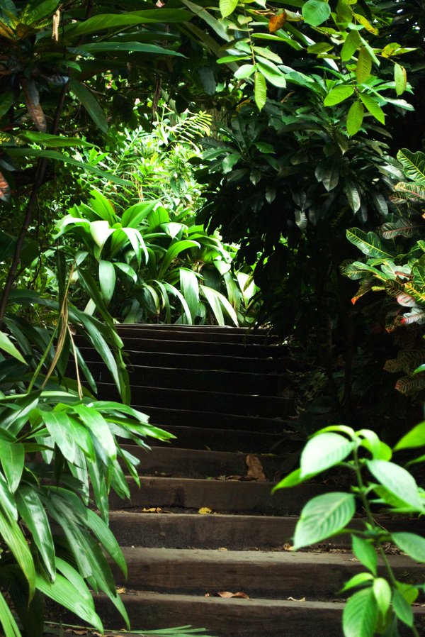 Jungle stairs