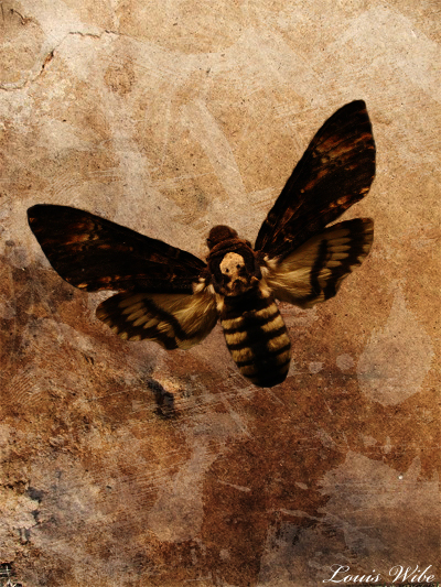 Death's-head Hawkmoth