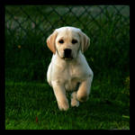 'kvadrat series: Puppy by nightwibe