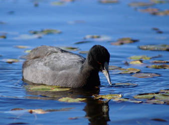 Eurasian Coot