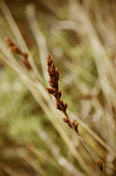 Native Grasses