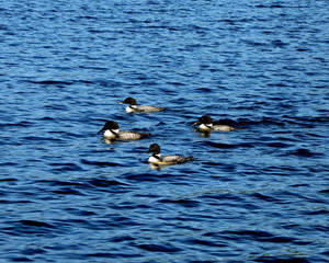 June Loons