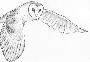 Barn Owl