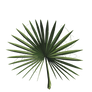 Palmetto or bismarckia isolated leaf png