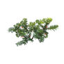 English Yew isolated png