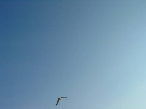 blue sky and a seagull