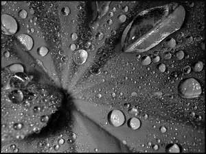 n waterdrops