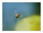 water strider by jtd