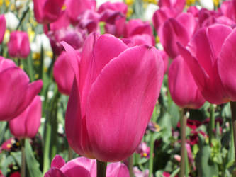 Pink Tulips