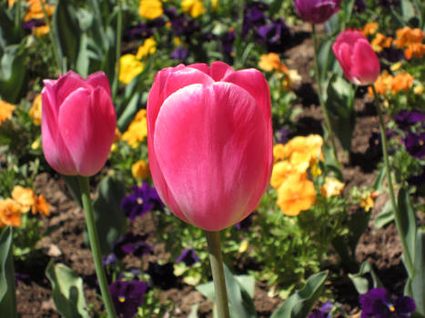 Pink Tulips III