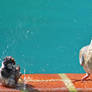 Birds in the Pool - Don't Splash Me!