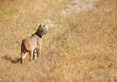 Bobcat