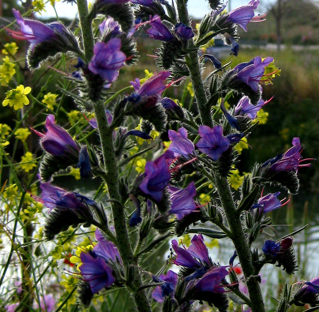 Detalle de flores silvestres