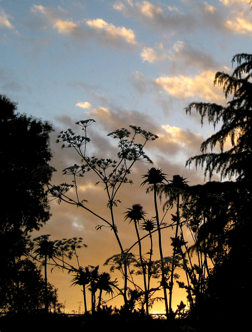 Arboles y plantas al contraluz del atardecer