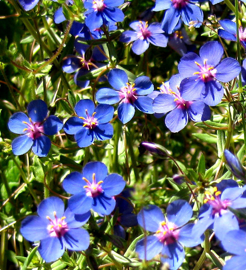 Flores a ras de suelo azules II