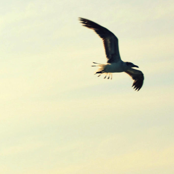 Seagull 3 by meowmeowbark on DeviantArt