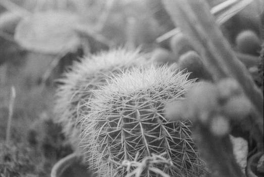 Cactus in monochrome