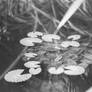 Waterlillies