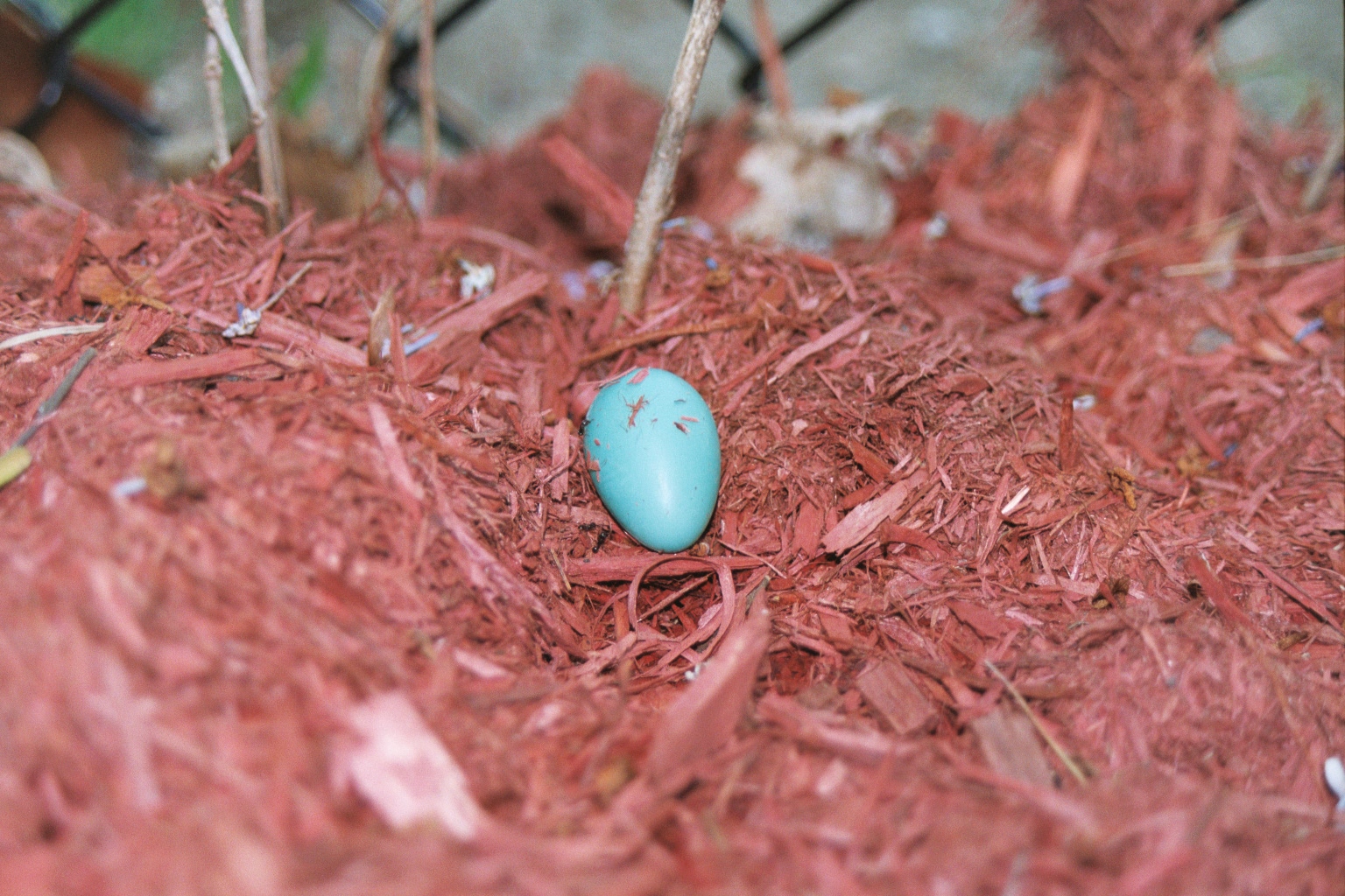 blue egg