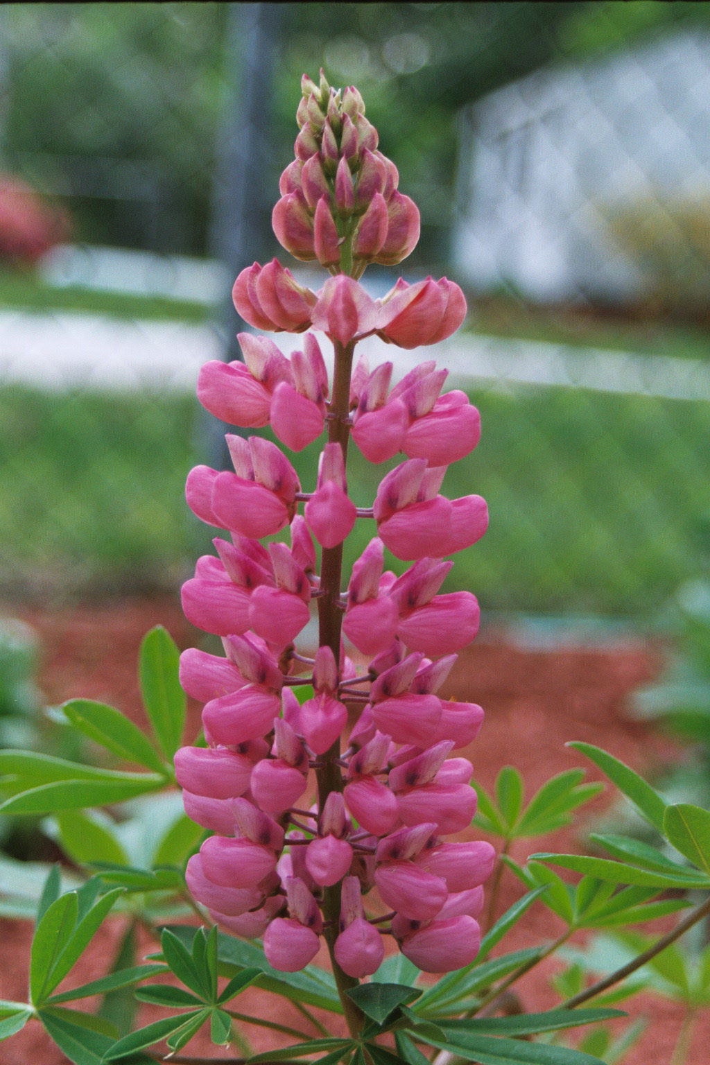 the pink tower