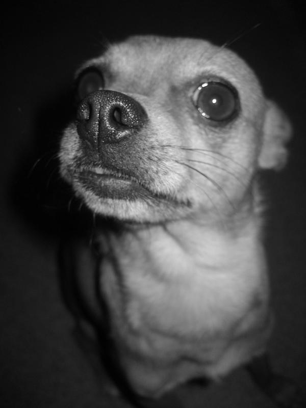 BOO HEAD by killertwig on DeviantArt